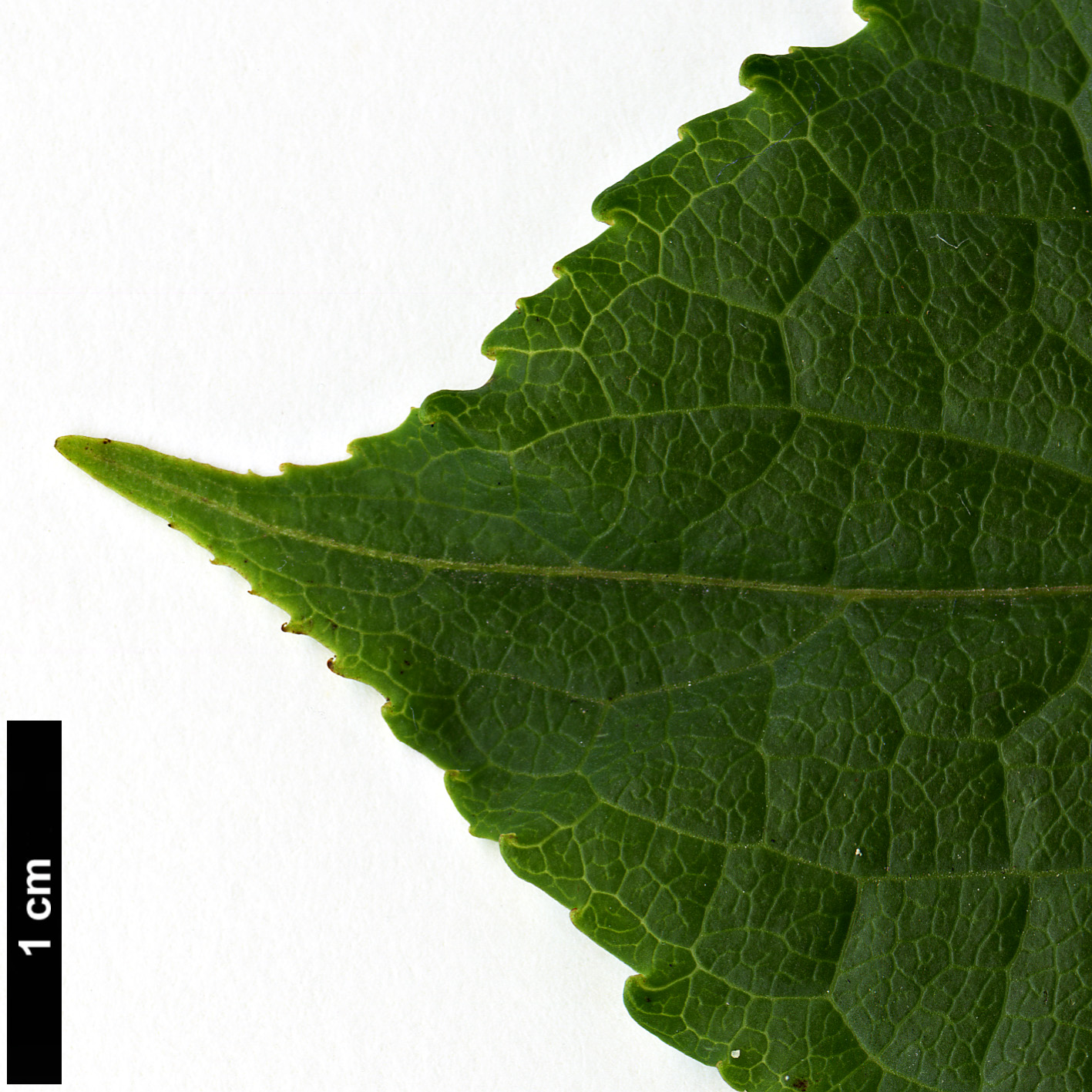 High resolution image: Family: Celastraceae - Genus: Tripterygium - Taxon: regelii